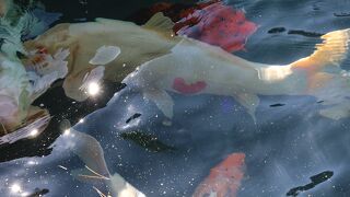 絶景が楽しめる五色沼自然探勝路