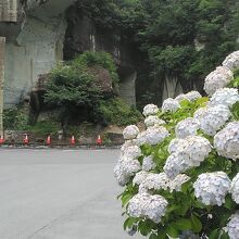 7月5日紫陽花が綺麗でした