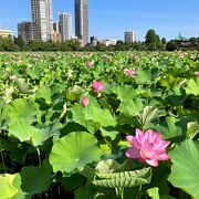 不忍池の蓮の花は今が見頃♪ヽ(◎>∀<◎) ゞ『2023うえの夏まつり～不忍夢（しのばずのゆめ）～盆踊り』４年ぶりに復活!!