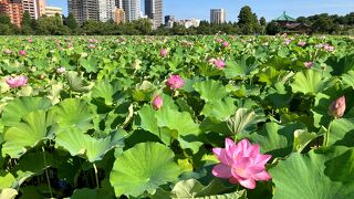 不忍池の蓮の花は今が見頃♪ヽ(◎>∀<◎) ゞ『2023うえの夏まつり～不忍夢（しのばずのゆめ）～盆踊り』４年ぶりに復活!!