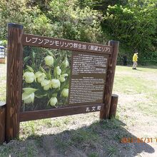 レブンアツモリソウ群生地