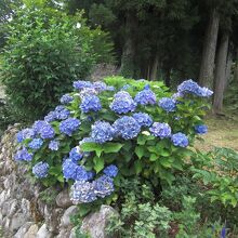 7月下旬でも相倉合掌造り集落は紫陽花が見頃