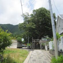 ３遠景、後ろ側に蛸ケヤキ