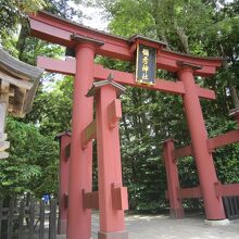 ３弥彦神社の大鳥居本物
