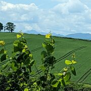 美瑛町の有名な木の中で、一番わかりやすい３本のカシワの木