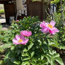 入り口で、早速お花が咲いていました