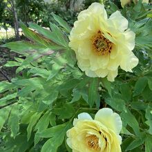 黄色い牡丹の花