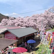 高遠さくら祭り 