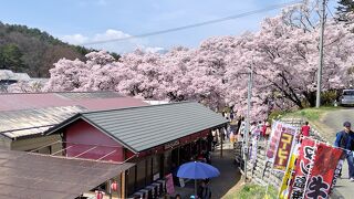 高遠さくら祭り