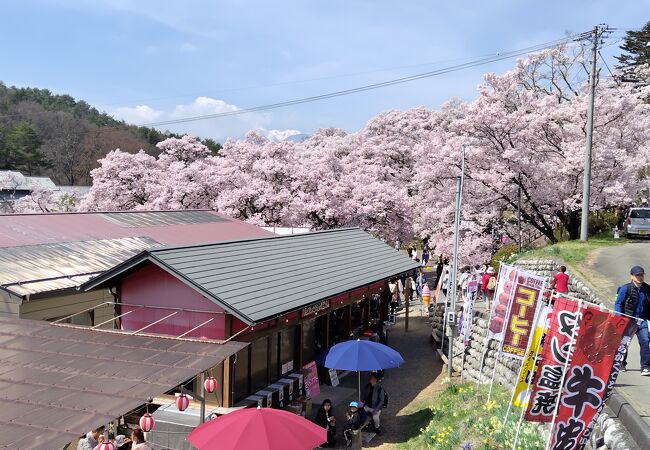 高遠さくら祭り