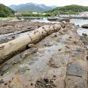 地質の博物館といわれるほどの珍しい岩礁風景が続いています