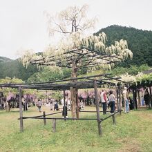 白井大町藤公園、園内白藤の藤棚。
