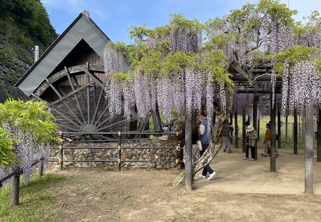 水仙と藤の時期のみ開園する公園である。