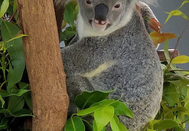 コアラやワラビー、カンガルーに会えます！