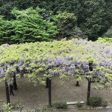 藤棚が大きすぎて全体はカメラに収まらなかった。