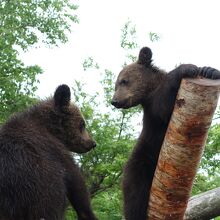 子熊がかわいい　子熊牧場というより飼育場