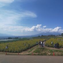 北杜市明野サンフラワーフェス