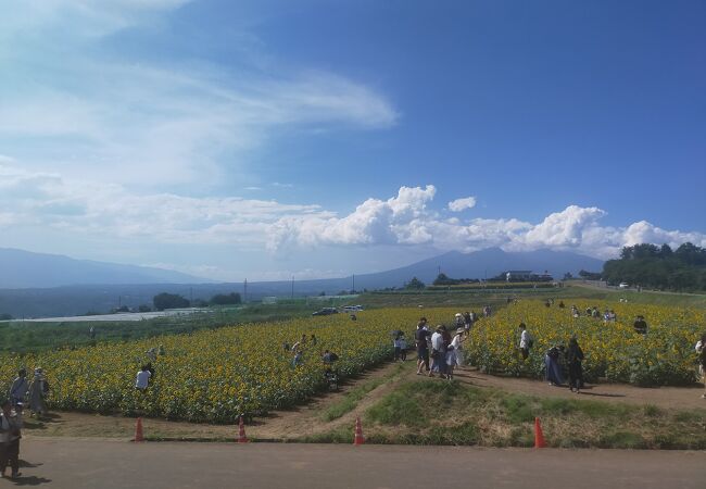 夏らしい景色が見れます