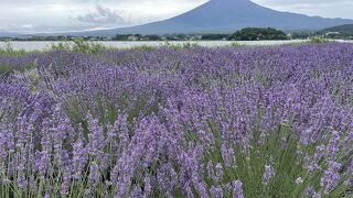 ラベンダーと富士山