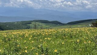 ニッコウキスゲが有名