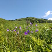 7月の深入山は素晴らしいお花畑　