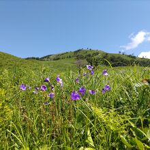 深入山登山口近くは沢山の桔梗の花が咲く。