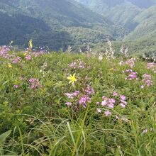 頂上付近はカワラナデシコ、ユウスゲ、オオバギボウシの花畑。