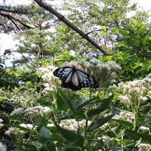 西登山道を下ると、旅する蝶アサギマダラに遭遇。