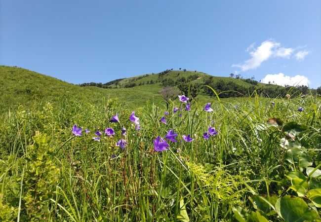 7月の深入山は素晴らしいお花畑　