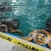 桂浜水族館 