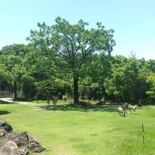 高知県立のいち動物公園