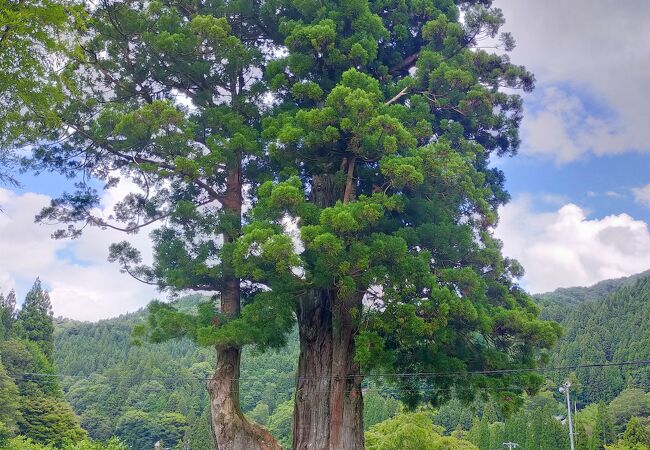 長野一の大杉