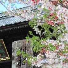 仁王門の横で咲く桜の花