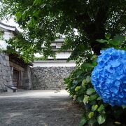 お堀に咲くスイレンと紫陽花