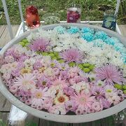 7月21日訪問 花は少ないと思いましたが、戻り藤に花手水、薔薇、睡蓮も綺麗でした！