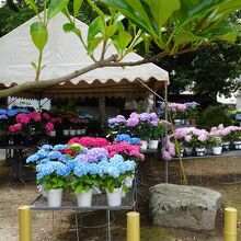 入口で紫陽花の販売あり