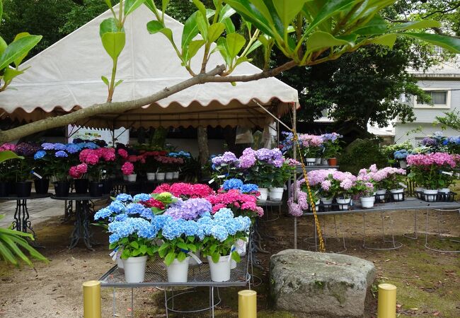 紫陽花の販売もあり