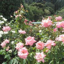 薔薇も綺麗です