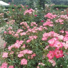 薔薇の種類も多く楽しめました