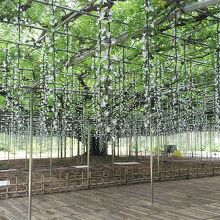 大藤に秋から始まるイルミネーションが飾られてました