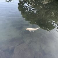 池の透明感がすごい