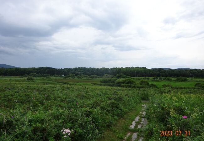 オムサロ遺跡公園に行った後に、すぐ近くにあるオムサロ原生花園に来てみました。