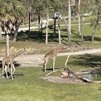 目の前に広がるサバンナ