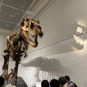 特別展示の恐竜展を見に行きました