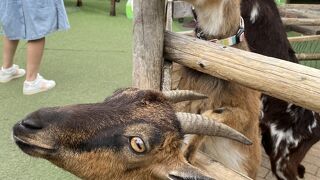 動物に餌やりができます