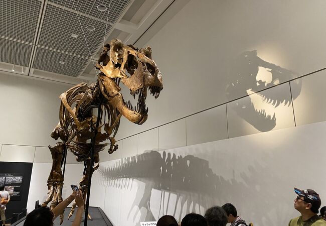 特別展示の恐竜展を見に行きました