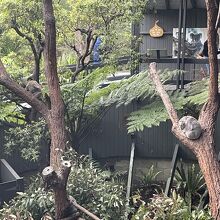 動物園入り口すぐにいるコアラ