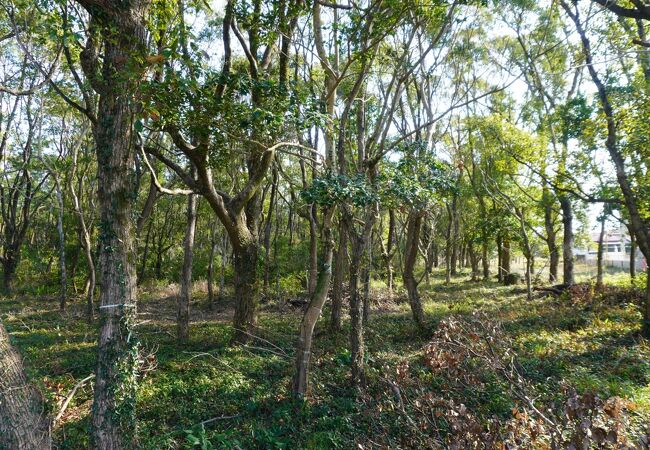 阿波岐原森林公園