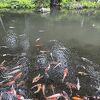 頼朝が想い人と再会した滝