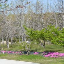 ソメイヨシノは終わり、芝桜が咲いて今しあt。